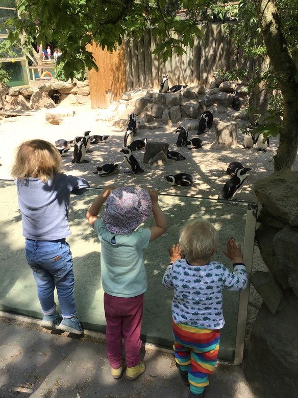 Zu Besuch bei den Pinguinen